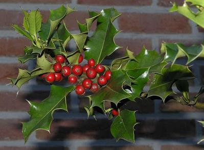 Ilex aquifolium